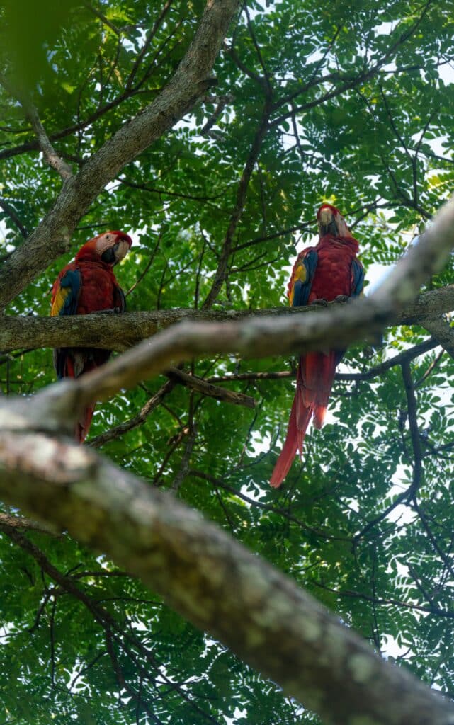 image qué hacer en Los Sueños que hacer en los suenos marriott costa rica 0