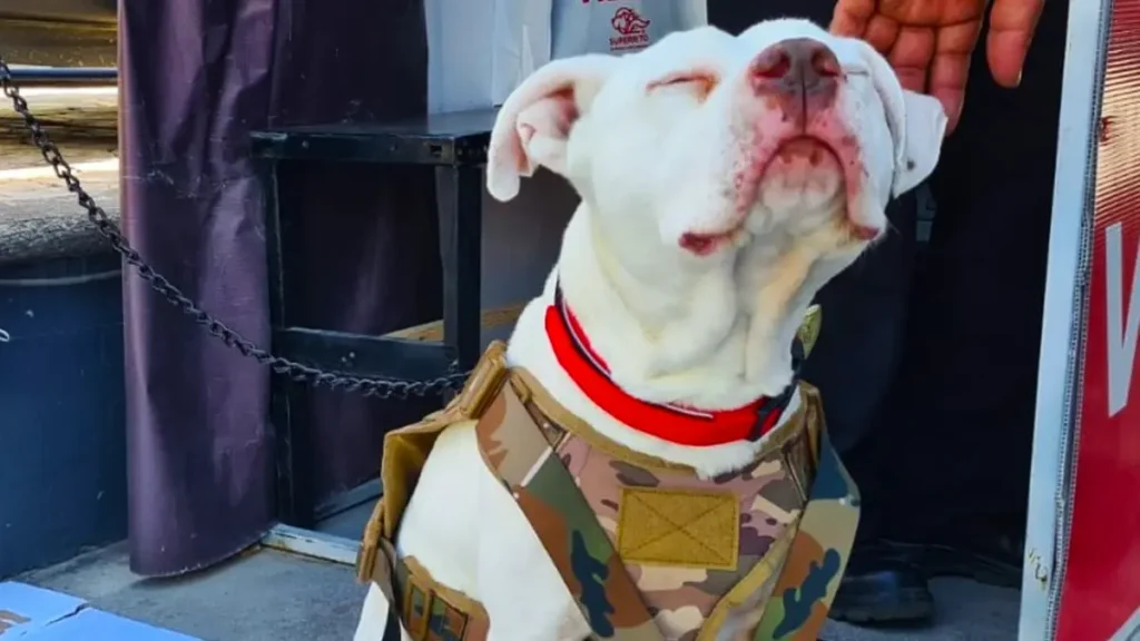 image PORTADA Toyo el perrito que fue adoptado por una agencia de autos en Puebla