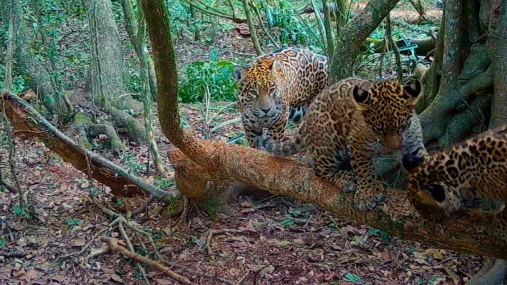 Corrientes pasó de padecer la extinción de yaguaretés a convertirse en una de las provincias argentinas con la mayor cantidad de estos felinos