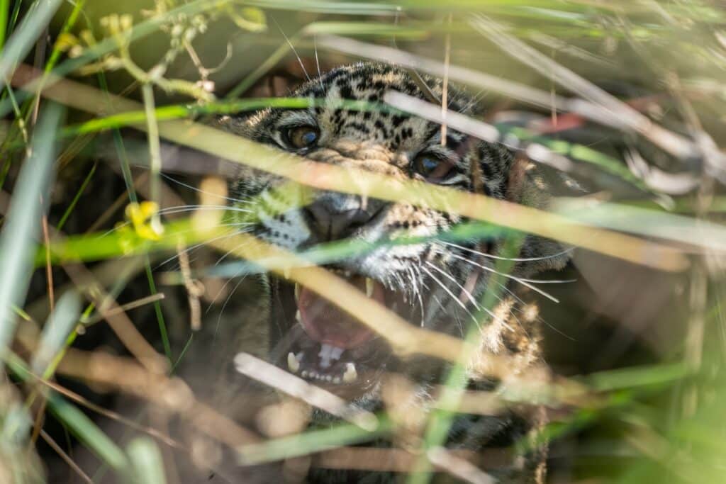 image Corrientes Rewilding argentina corrientes 33