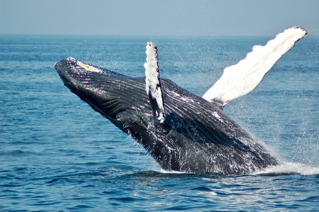 5 experiencias imperdibles para unas Vacaciones de Invierno 2023 en familia: Avistaje de ballenas en Puerto Madryn