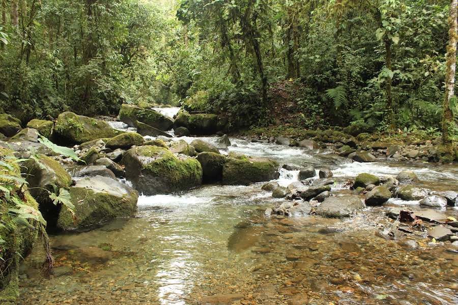 bosque-cedros-ecuador-1