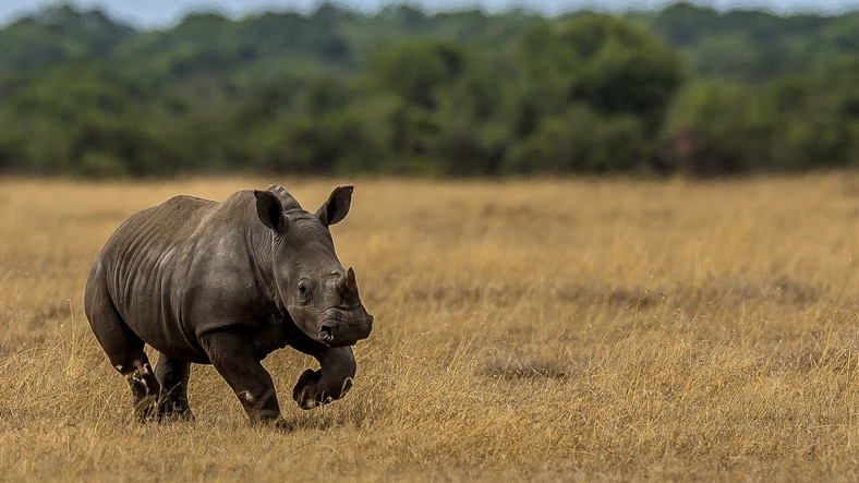 Científicos obtienen 5 embriones de rinoceronte blanco del norte, clasificado como una subespecie en peligro crítico de extinción