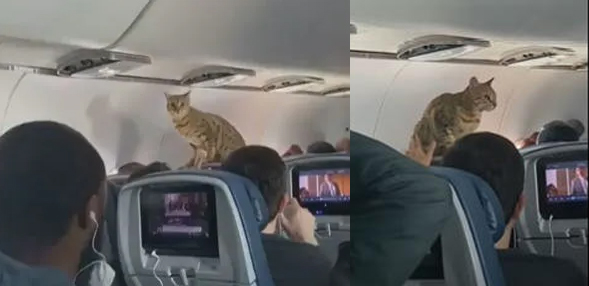 gato en el avion