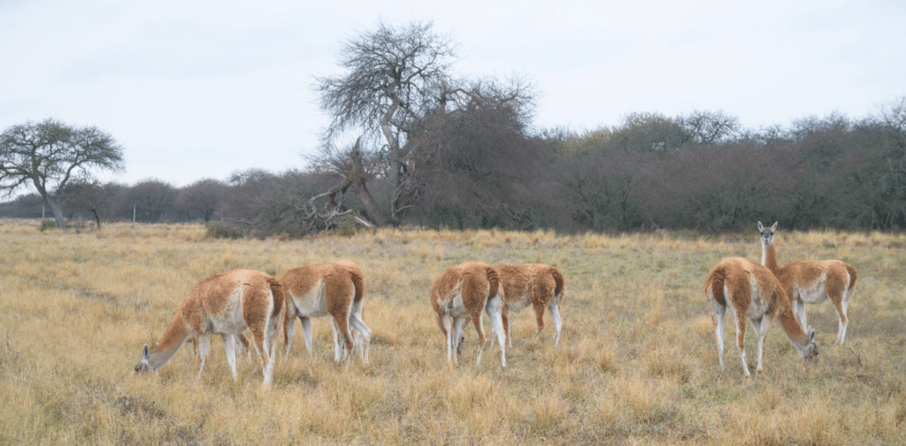 image guanacos guanacos trasladados la pampa argentina 1