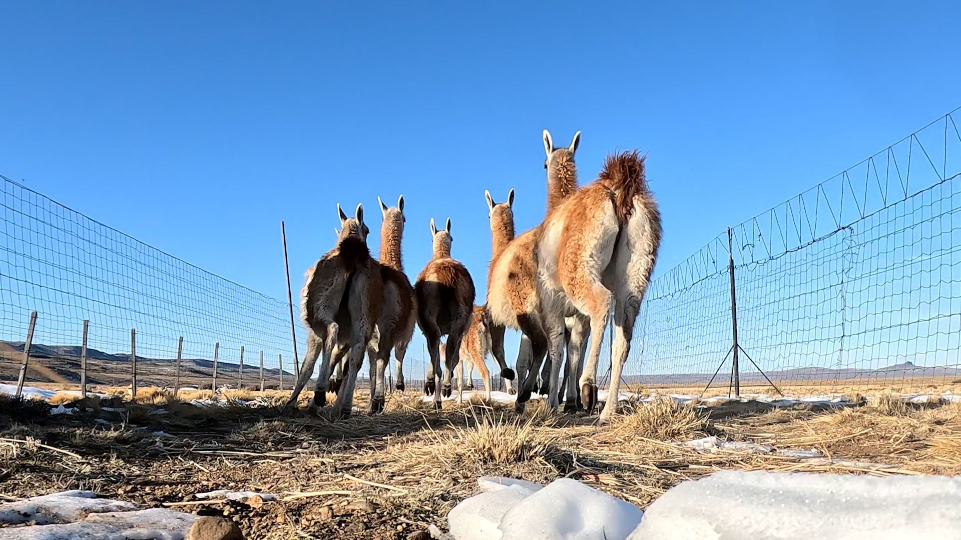 guanacos-trasladados-la-pampa-argentina-2