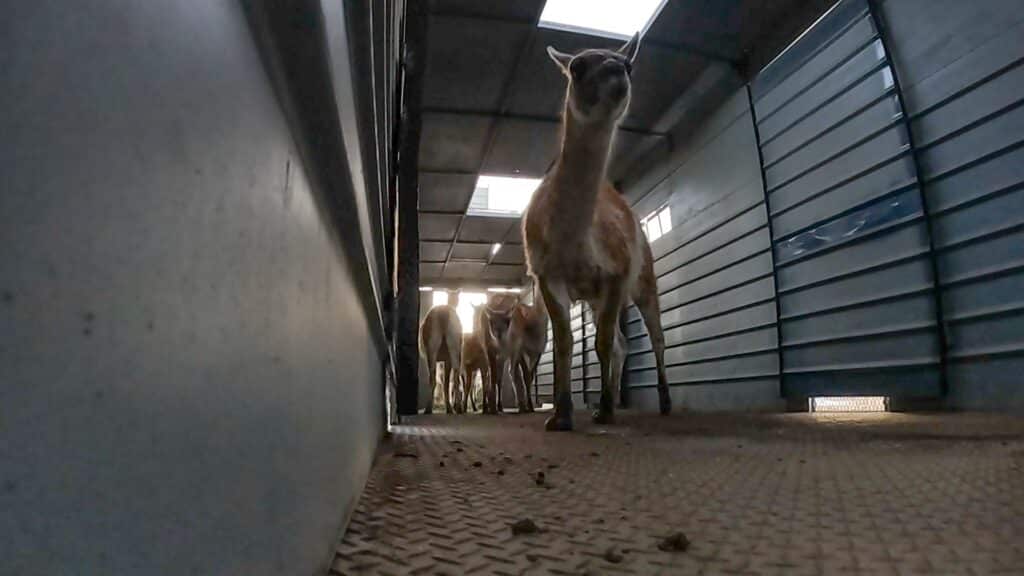 image guanacos guanacos trasladados la pampa argentina 3