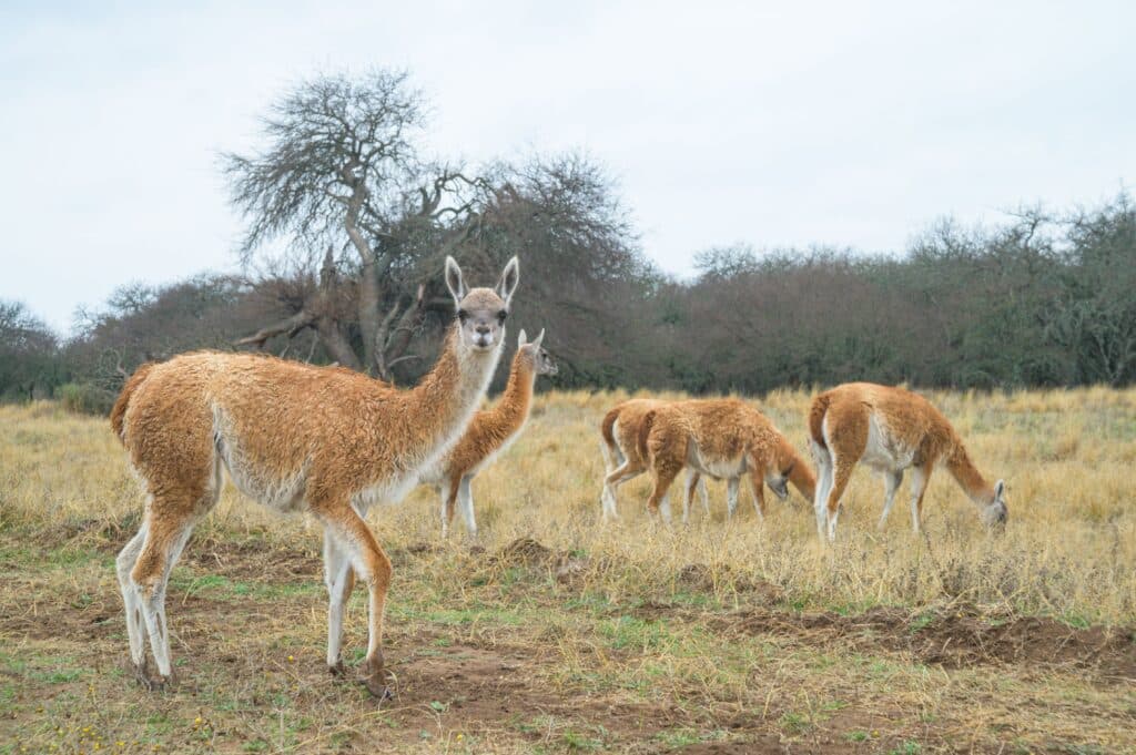 Argentina: 31 guanacos fueron trasladados para formar parte de un programa de reintroducción de la especie en La Pampa