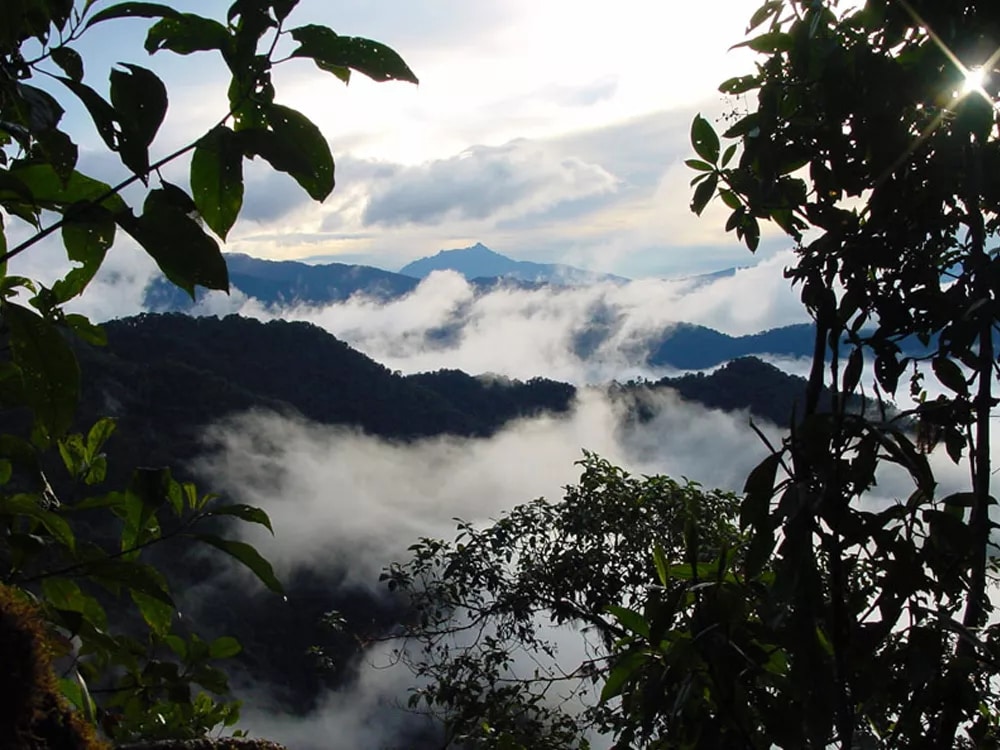 Registraron unas 727 especies únicas de hongos en una reserva biológica en los Andes de Ecuador