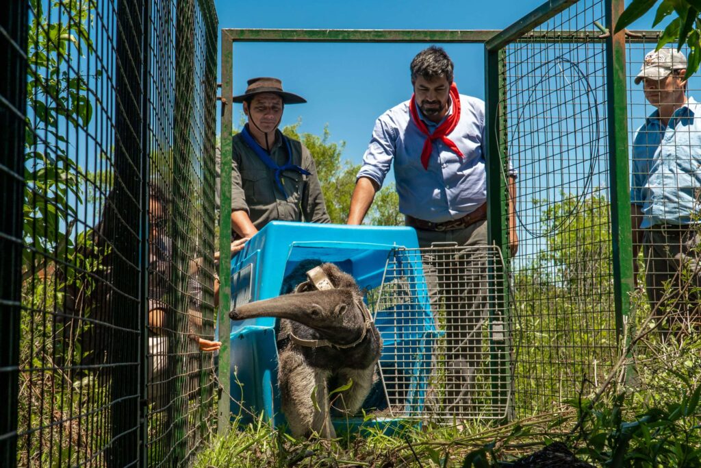 Argentina: La población reintroducida de oso hormiguero gigante crece y se consolida en Iberá