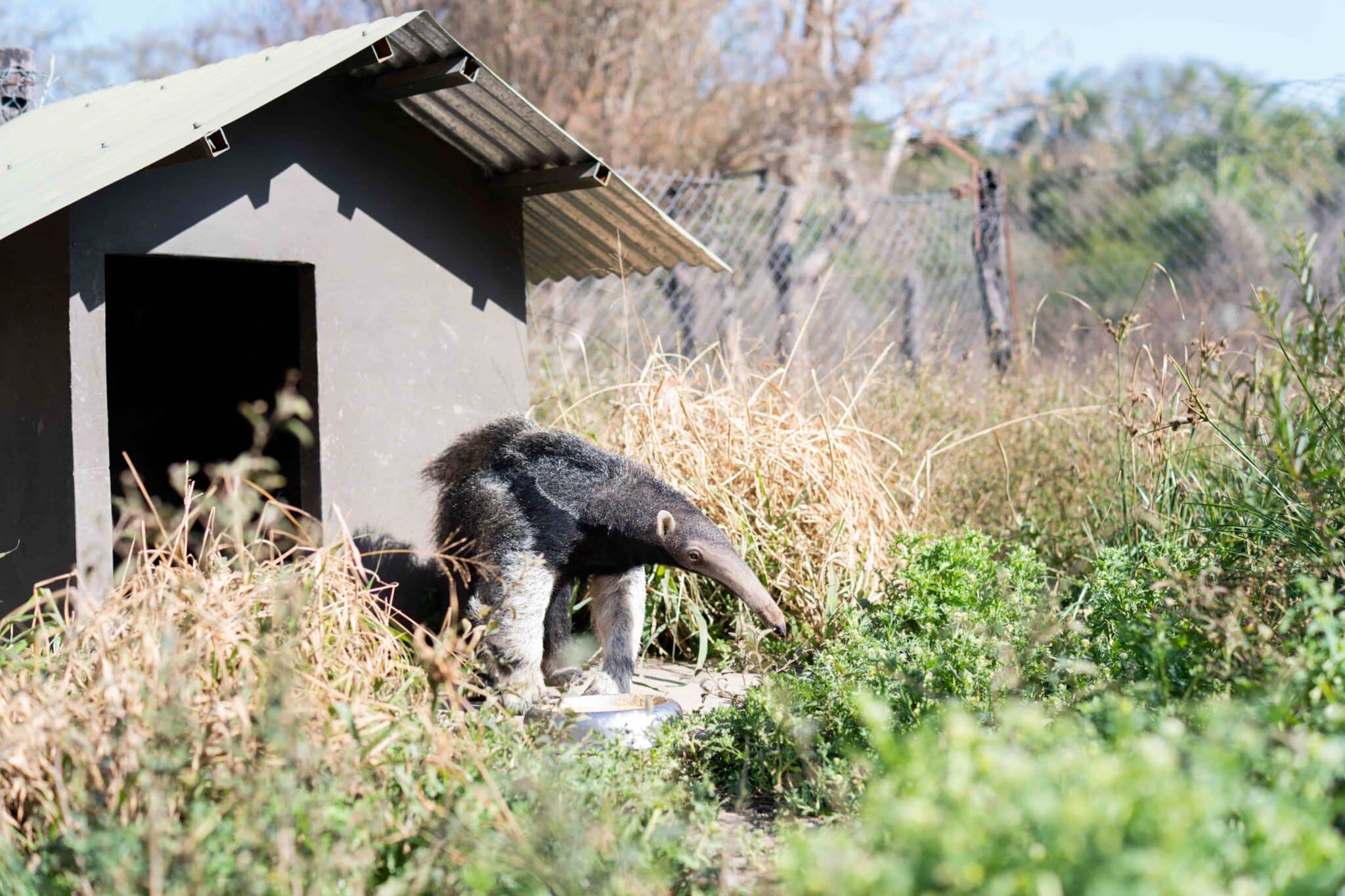 oso-hormiguero-rewilding-argentina-2