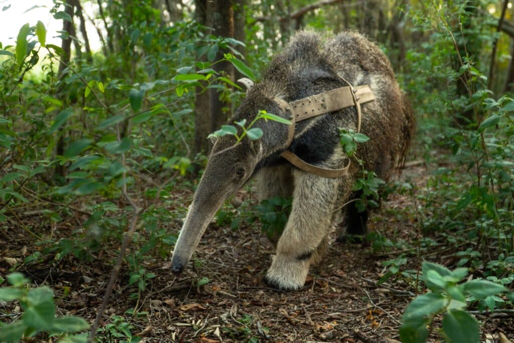 image oso hormiguero gigante oso hormiguero rewilding argentina 4