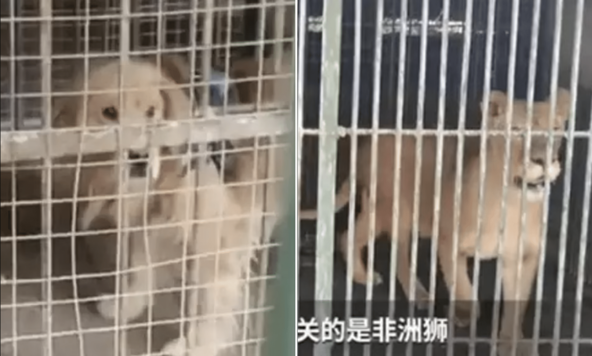 Un zoológico chino intentó hacer pasar a un golden retriever por un león