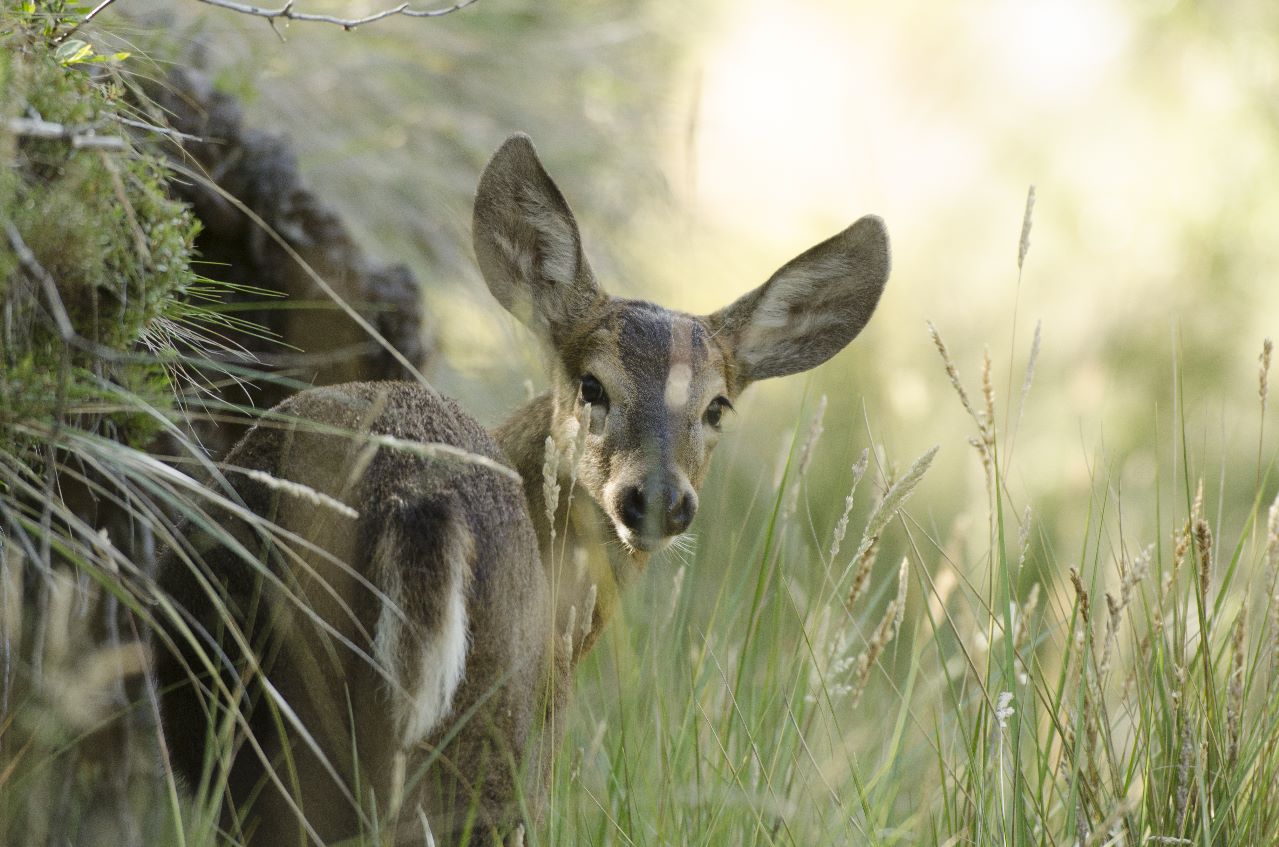 _Huemul cría - foto crédito Huilo Huilo