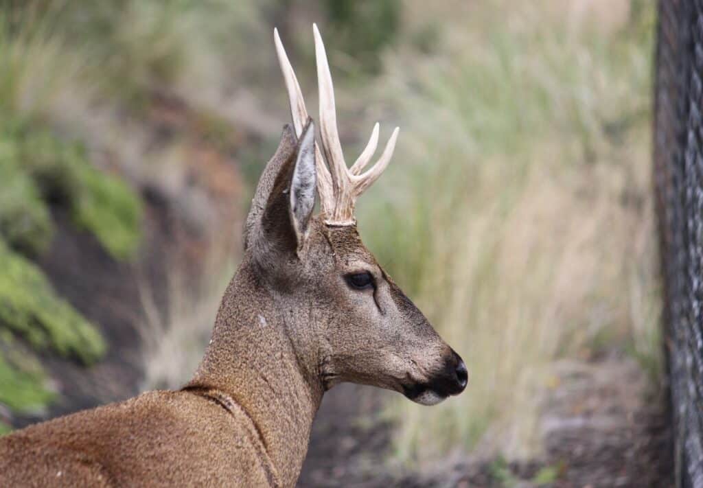 La población de huemules crece en Chile: un proyecto de rewilding demuestra que es posible recuperar la especie