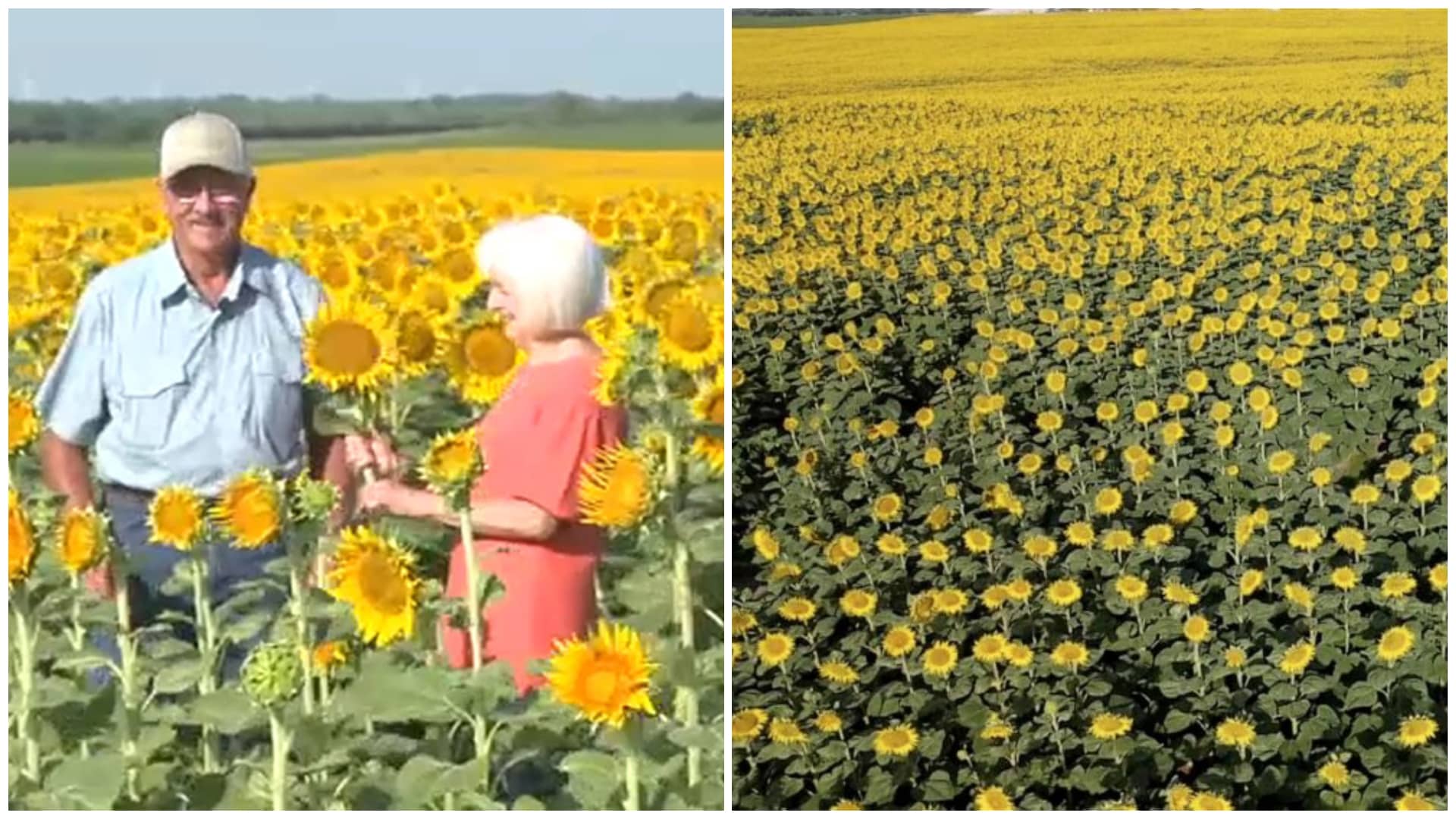 Sorprende a su esposa plantando más de 1 millón de girasoles por su 50 aniversario de bodas