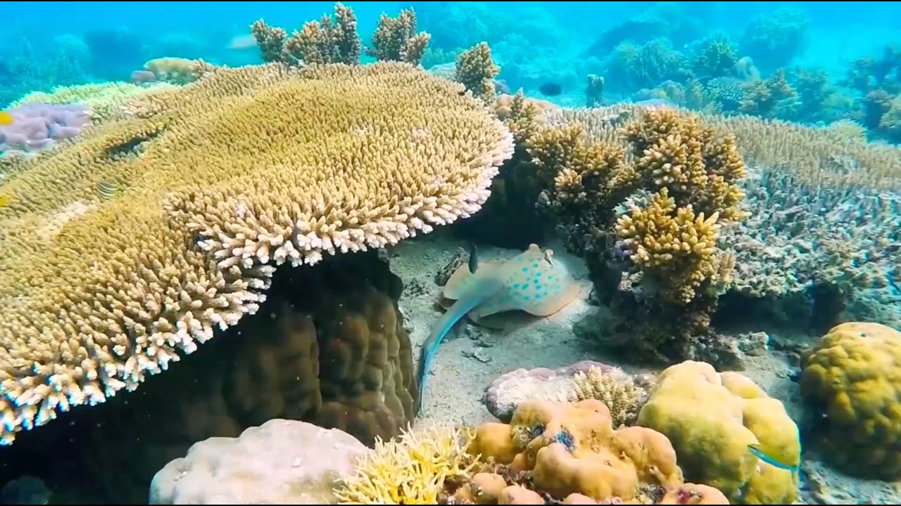 arrecifes-de-coral-bahamas-1