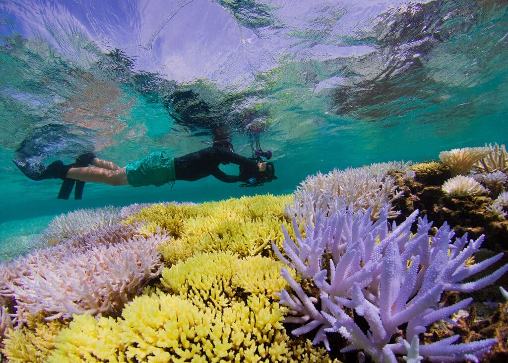 Bahamas: Alertan sobre el riesgo de desaparición de los arrecifes de coral para el año 2050