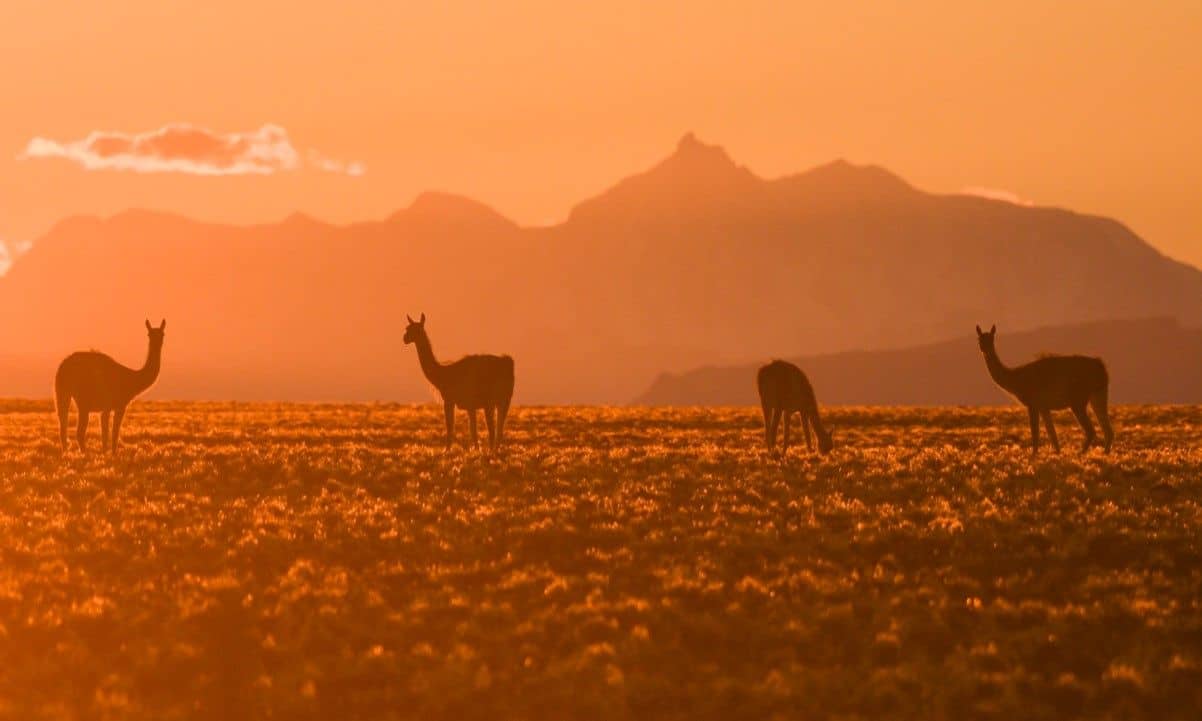 atlas-migraciones-de-animales-1