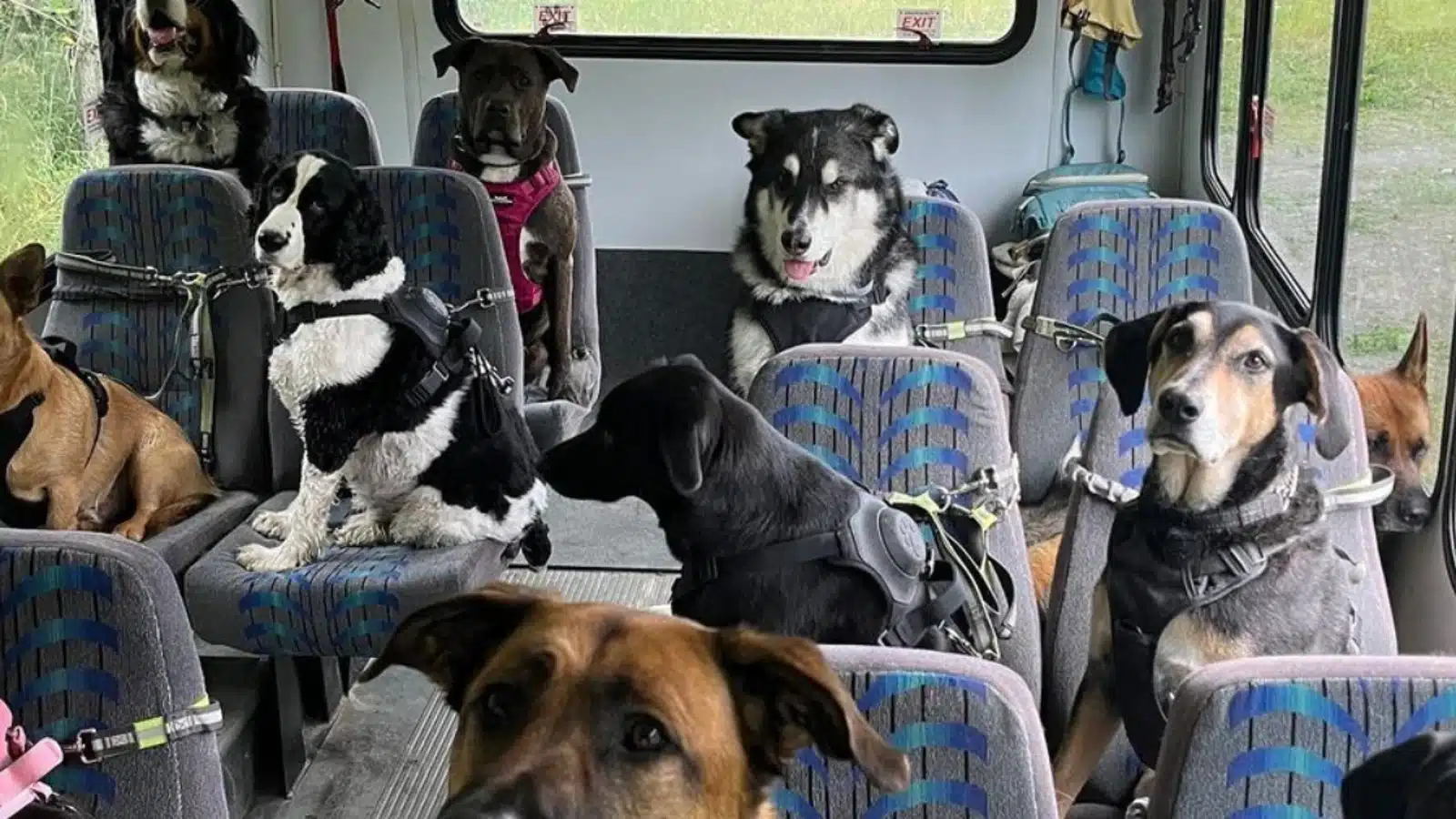 autobus-perros-mountain-mutts_97