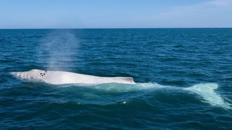 Increíble avistamiento en Perú: Descubren por primera vez una ballena blanca nadando en la costa de Piura