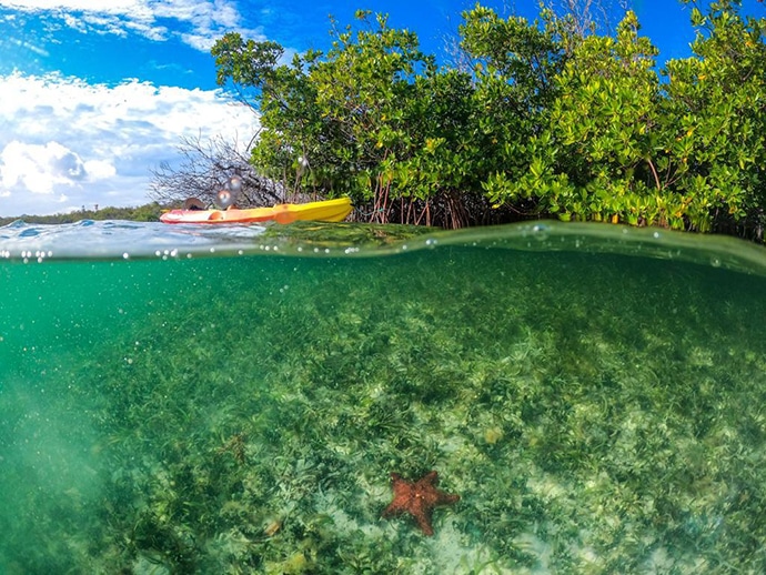 image Necker Island mangrove tour necker island 2