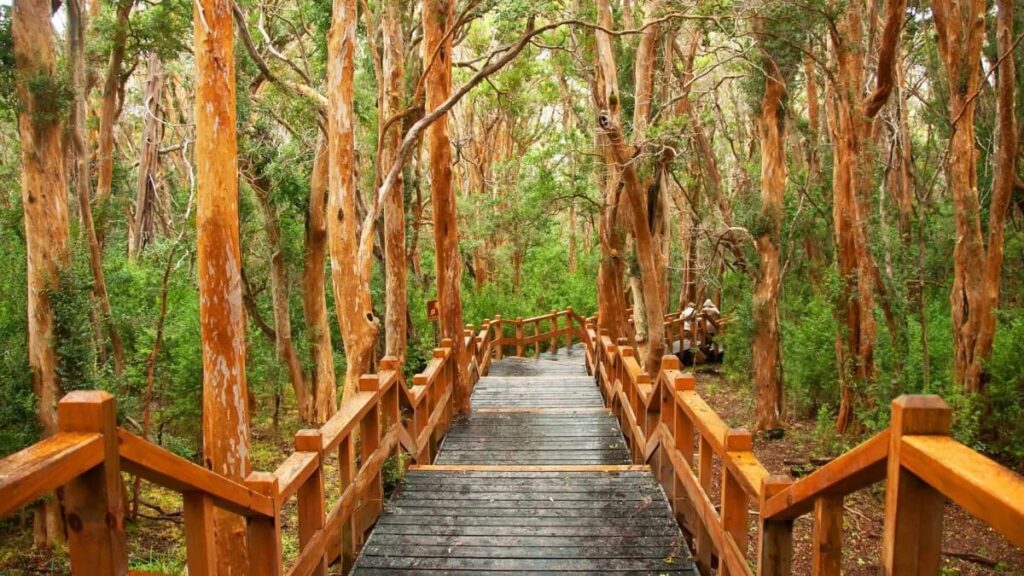 image Baños de bosque Banos de bosque en Argentina 11