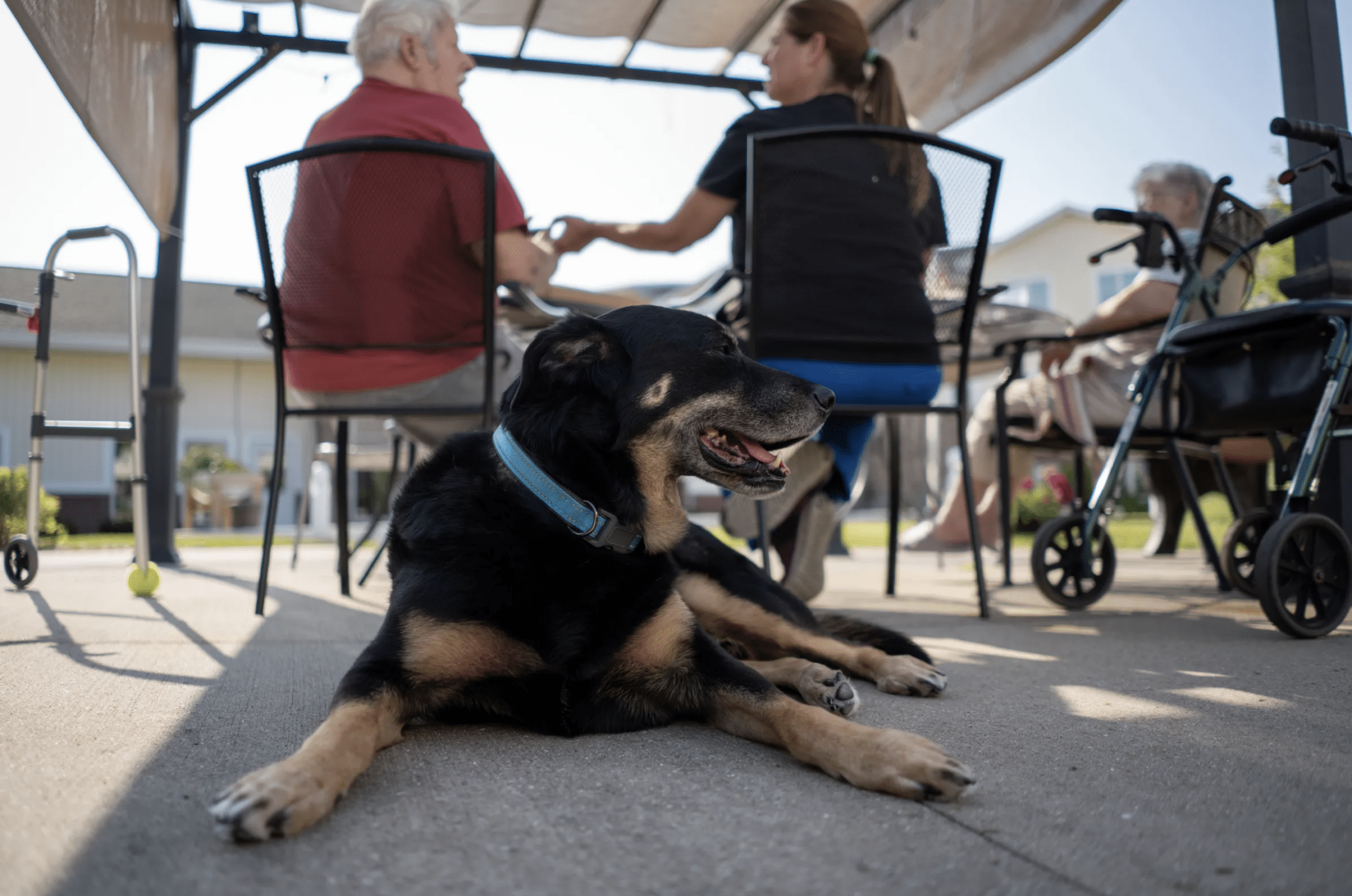 Asilo de ancianos adopta a un perro que entraba a escondidas para jugar con los residentes