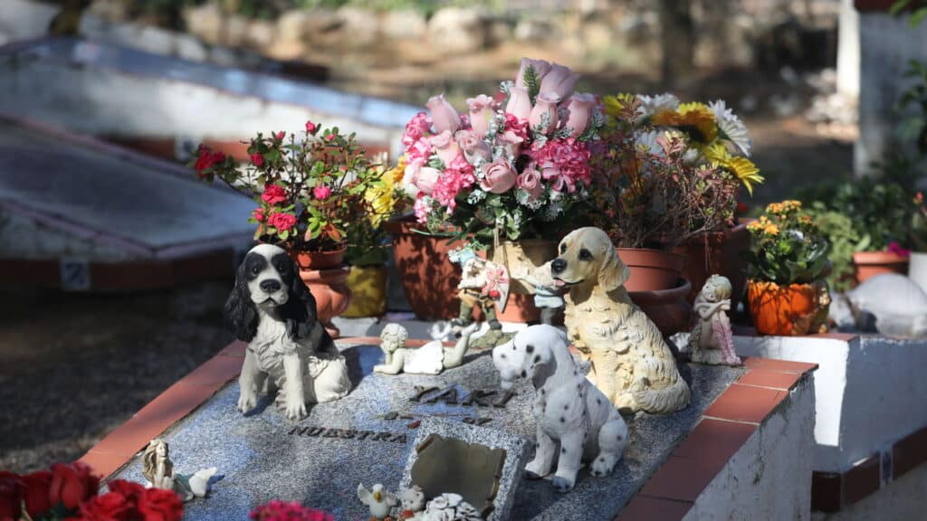 image Cementerio animales Arganda Rey 2390770925 29982602 1300x731