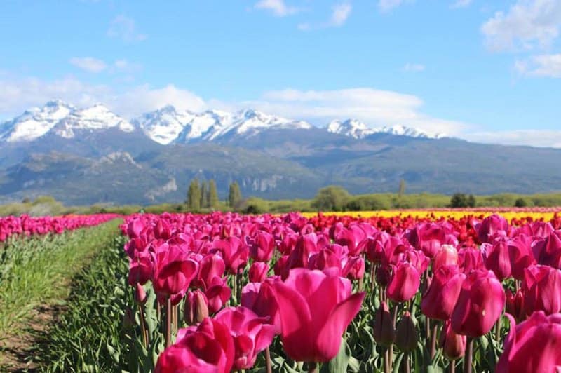 El Campo de Tulipanes más hermoso de Argentina se prepara para recibir al público todo lo que tienes que saber de Trevelin-3