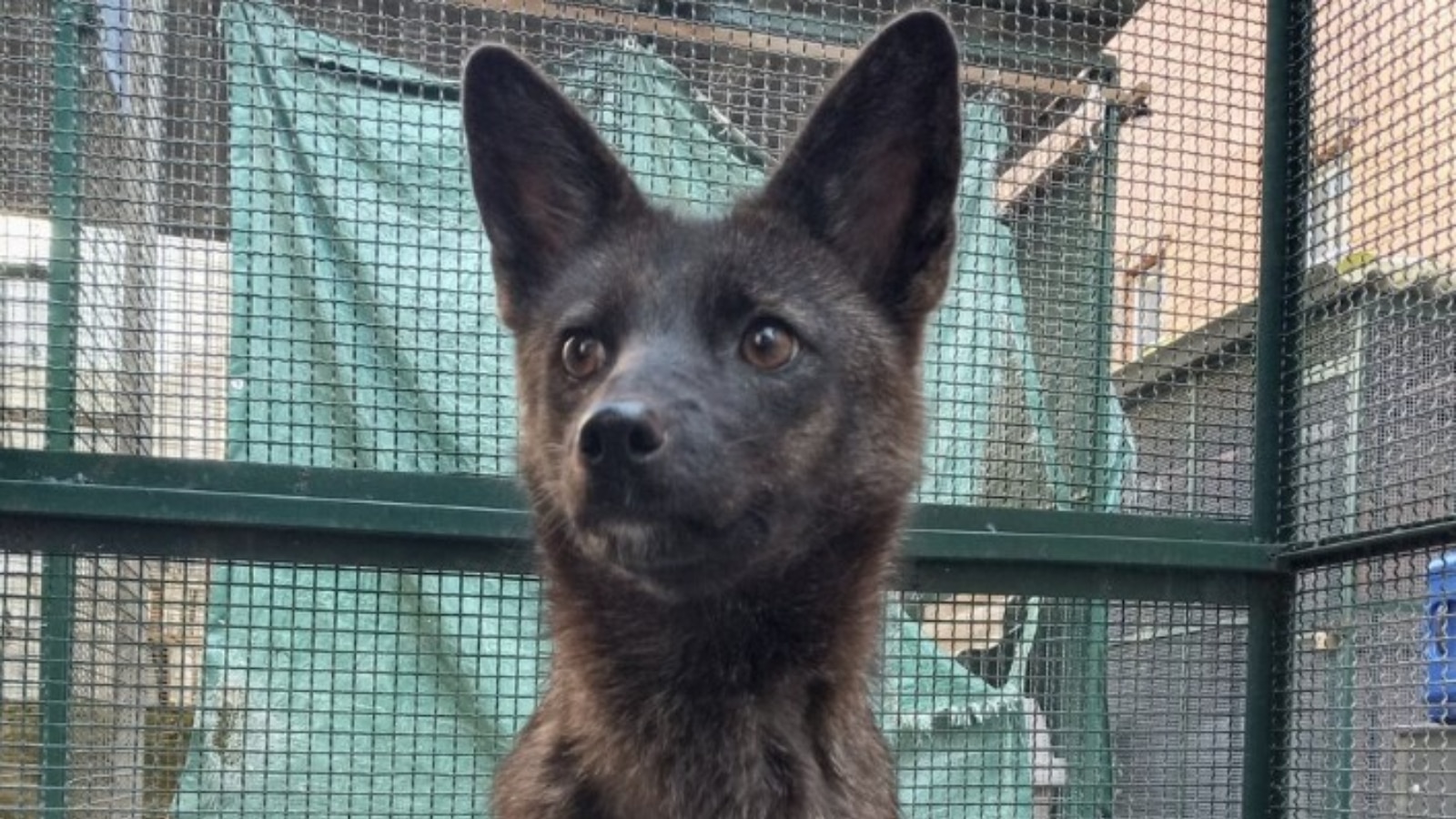 El primer híbrido perro-zorro del mundo fue descubierto en Brasil tras ser atropellado por un coche