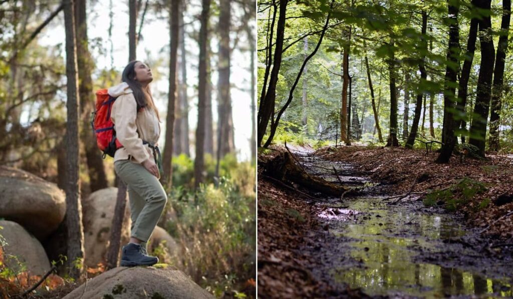 Qué son y dónde encontrar Baños de bosque: la tendencia wellness que nace en Japón y se abre camino en Argentina