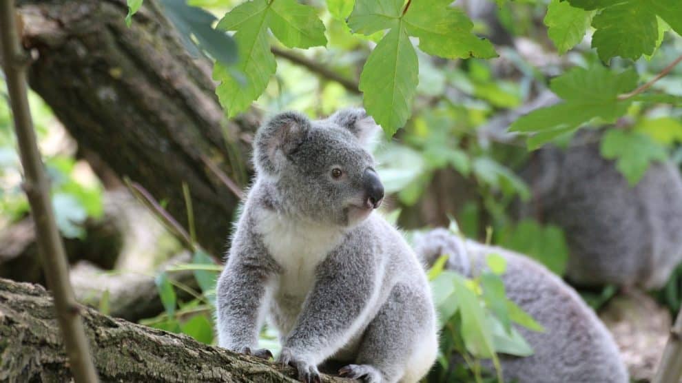 australia-prohibe-tala-arboles-bosque-refugio-koalas-publinews-990x556