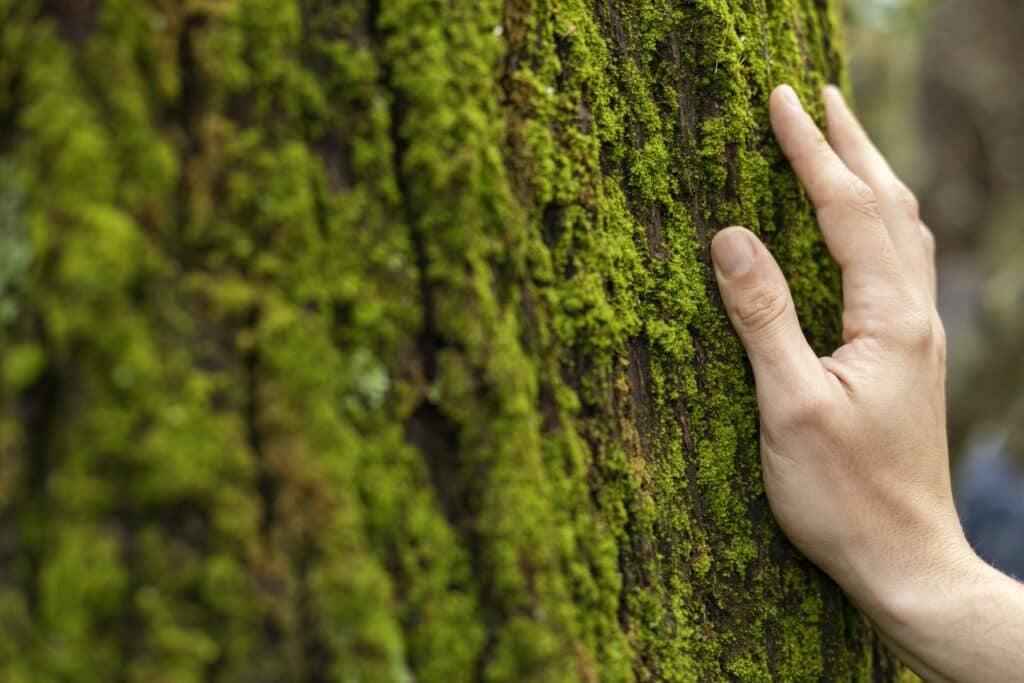 image Baños de bosque banos de bosques activar los sentidos