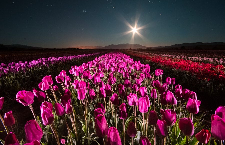 image Campo de Tulipanes cuanto cuesta la entrada al Campo de Tulipanes de Trevelin 2023