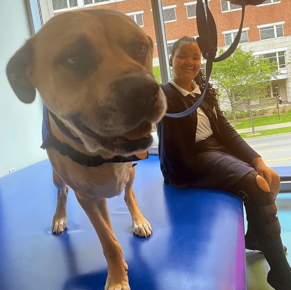 Él es Chance, el perrito de tres patas que asiste a niños que perdieron alguna extremidad image image 80
