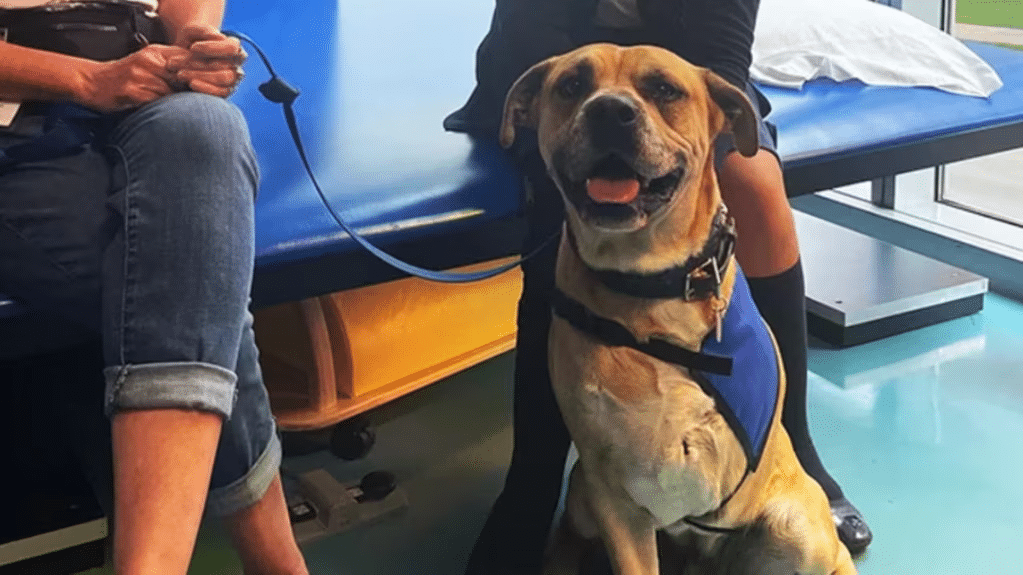 Él es Chance, el perrito de tres patas que asiste a niños que perdieron alguna extremidad image image 81