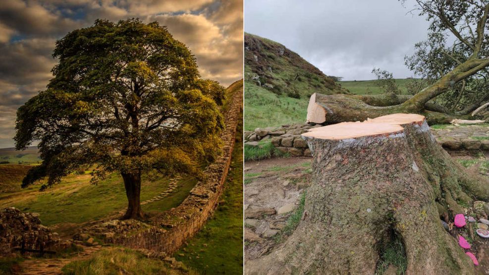 sycamore-gap-el-arbol-fue-talado-20230928-1663826