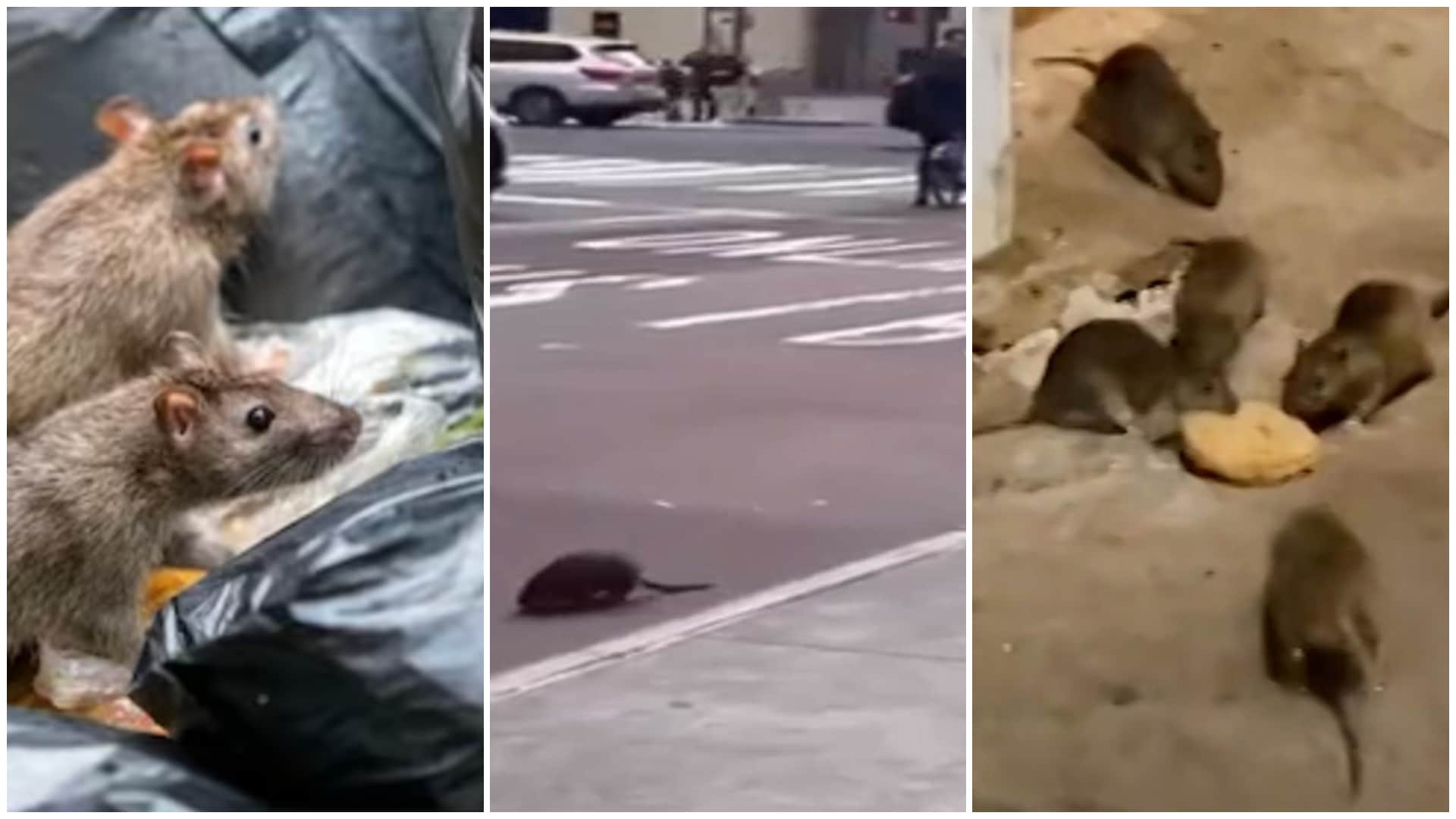 tour de ratas en nueva york