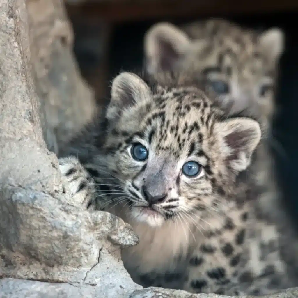 Una madre y dos cachorros de leopardo de las nieves son avistados a 5.700 metros de altura en el Tíbet image captan a madre leopardo de las nieves y a sus cuatro cachorros hermoso fuente shutterstock.jpg 423682103