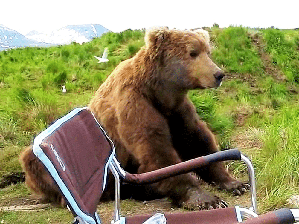 Un oso decide sentarse y compartir el rato con un campista luego de levantarse de su siesta image image 44