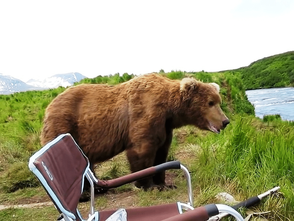 Un oso decide sentarse y compartir el rato con un campista luego de levantarse de su siesta image image 45