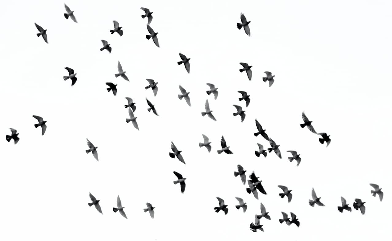 pajaros