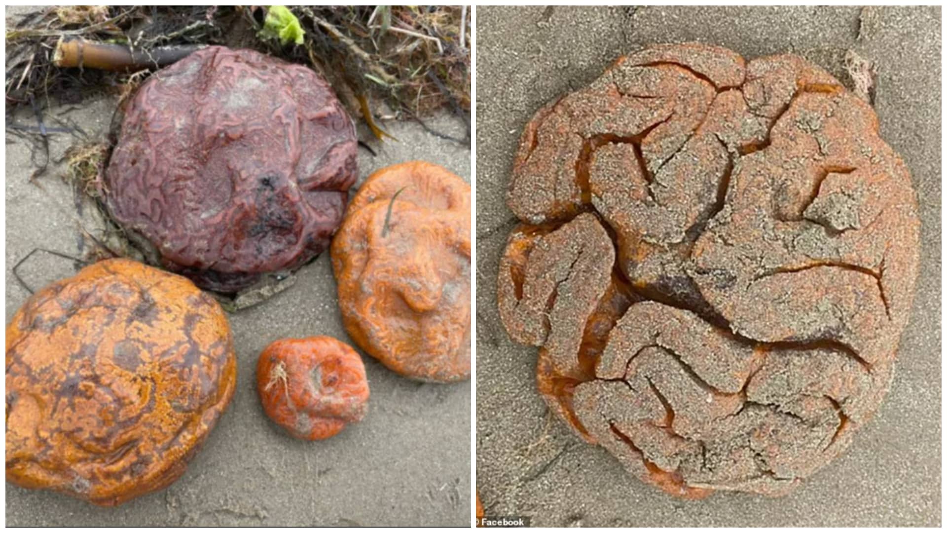 Australia: encontraron masas con forma de cerebros en la playa