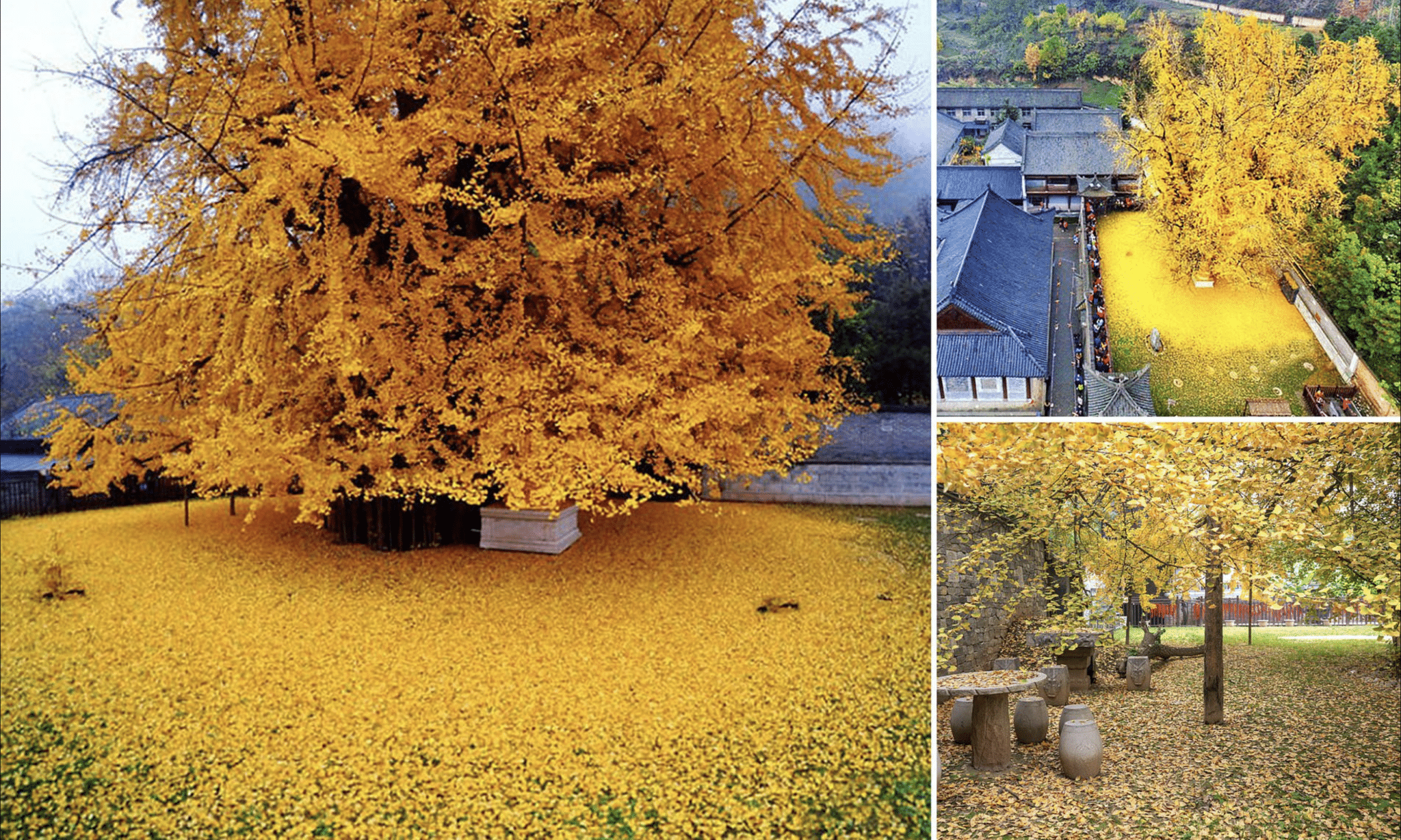 El increíble árbol ginkgo biloba de 800 años de antigüedad en Corea del Sur es el más hermoso del mundo