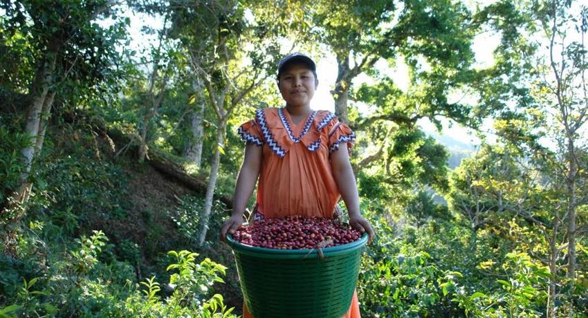 Fincas de café para visitar en Panamá