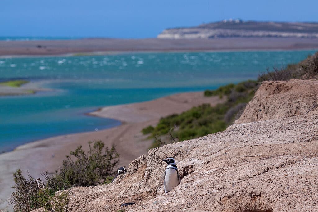 Argentina: La provincia de Chubut busca crear una nueva Área Natural Protegida