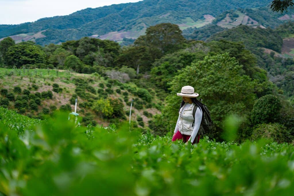 medium-Cerro Punta, Tierras Altas district, Chiriquí province.