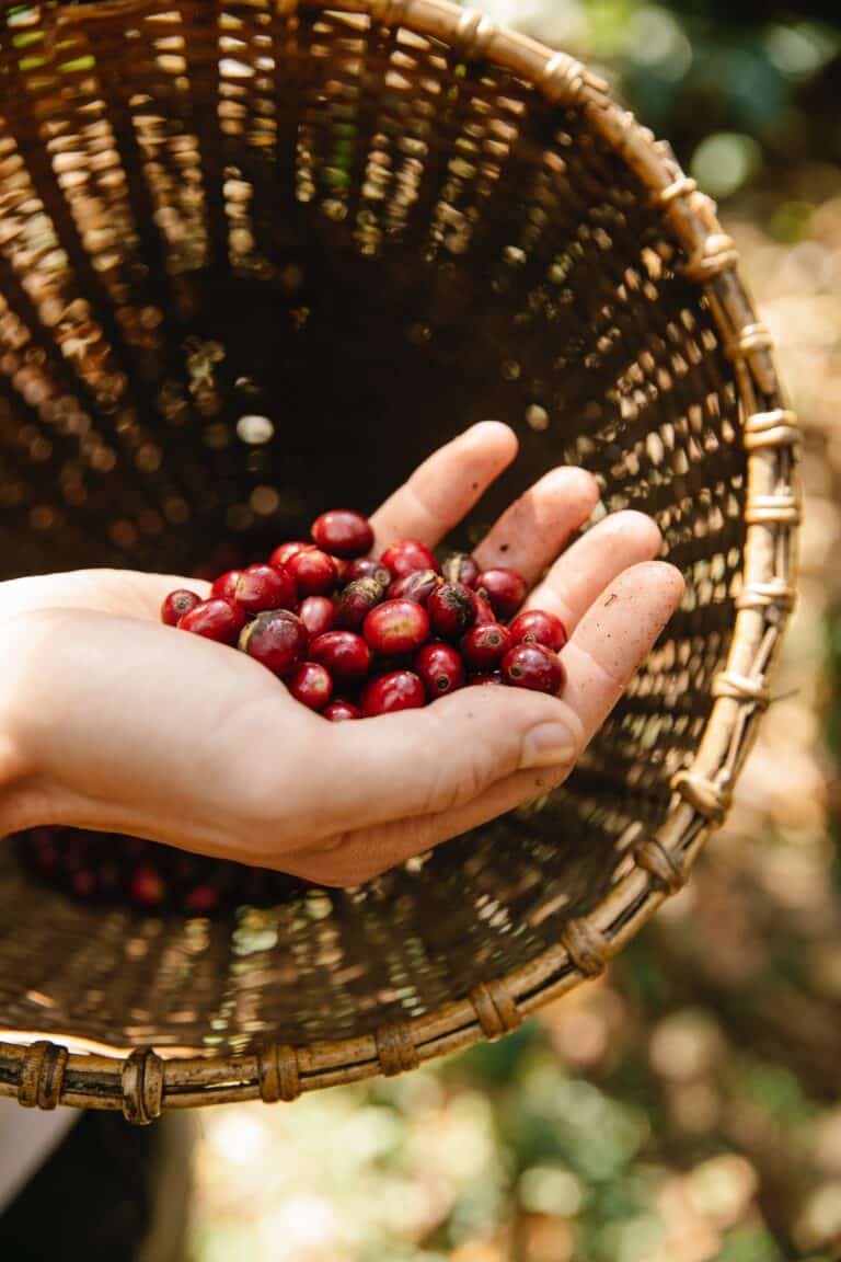 Persona sosteniendo granos de café en una finca cafetera