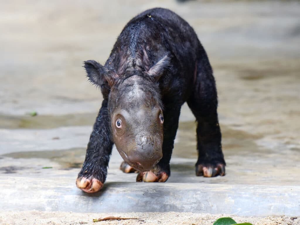 image rinoceronte sumatra271123